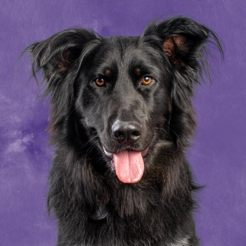 Griffin, an adoptable Mixed Breed in Pacific Grove, CA_image-1