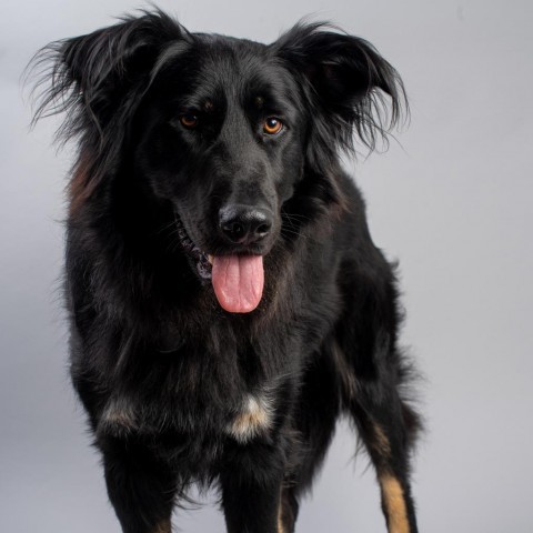Griffin, an adoptable Mixed Breed in Pacific Grove, CA_image-2