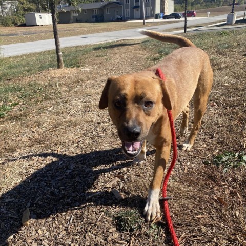 Elton, an adoptable Shepherd in Chattanooga, TN_image-6