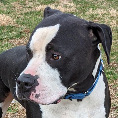 Gordo, an adoptable Pit Bull Terrier in Charlottesville, VA_image-3