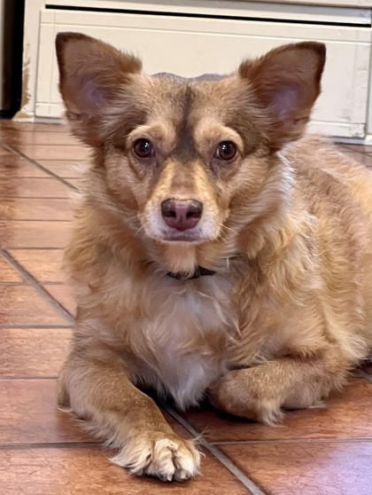 Daisy, an adoptable Chihuahua Mix in Fort Worth, TX_image-1