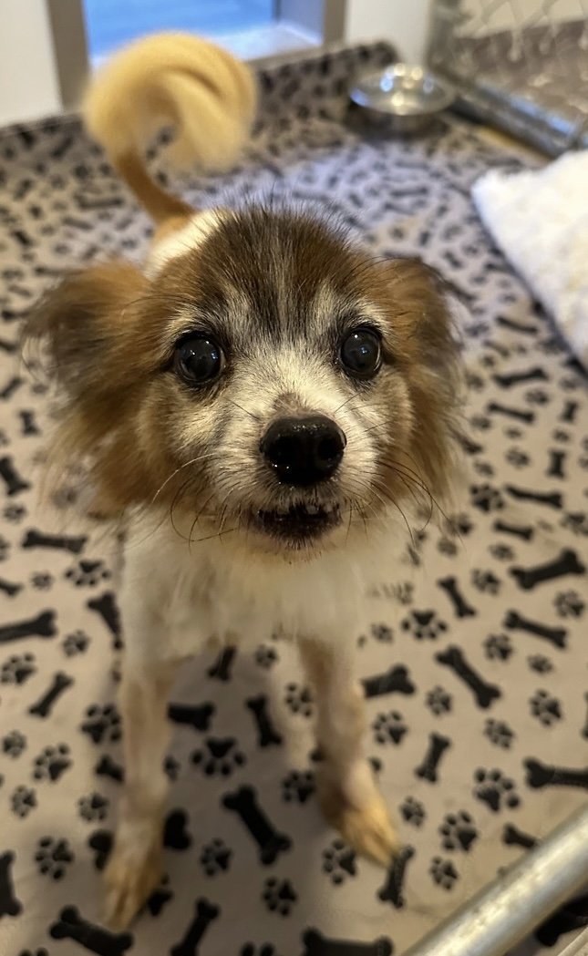 Shorty, an adoptable Papillon in Union Beach, NJ, 07735 | Photo Image 1