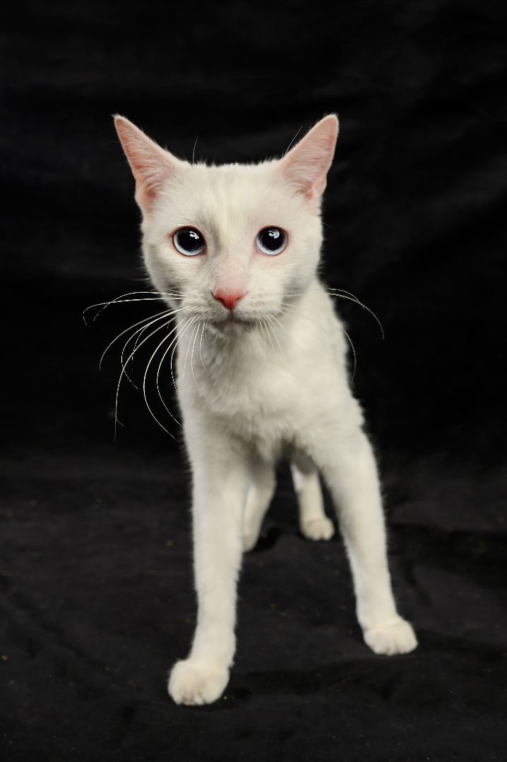 Sugar, an adoptable Domestic Short Hair in Rock Springs, WY_image-1