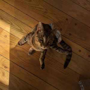 Rayquon, Adult Male Domestic Short Hair