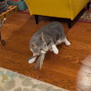 Marianne, Adult Female Domestic Short Hair