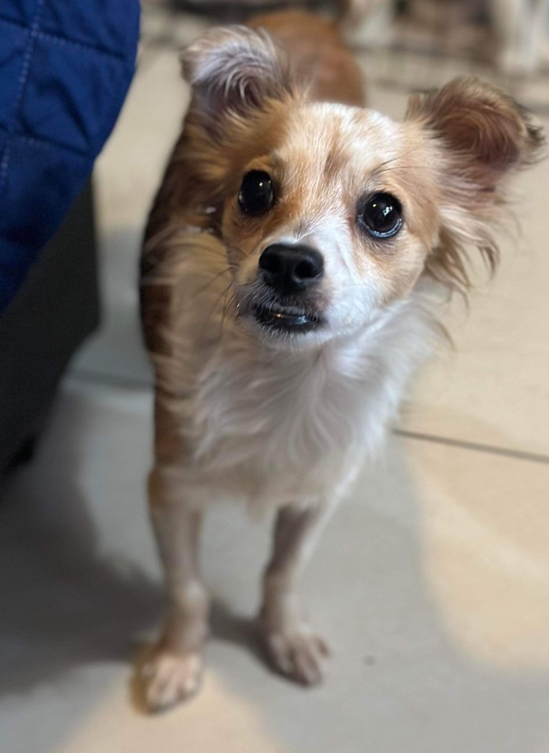 Andy, an adoptable Papillon, Chihuahua in Oceanside, CA, 92054 | Photo Image 2