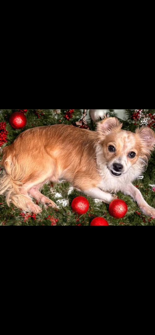 Andy, an adoptable Papillon, Chihuahua in Oceanside, CA, 92054 | Photo Image 4