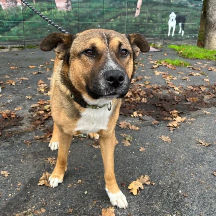 Sisco, an adoptable Shepherd Mix in Grants Pass, OR_image-2
