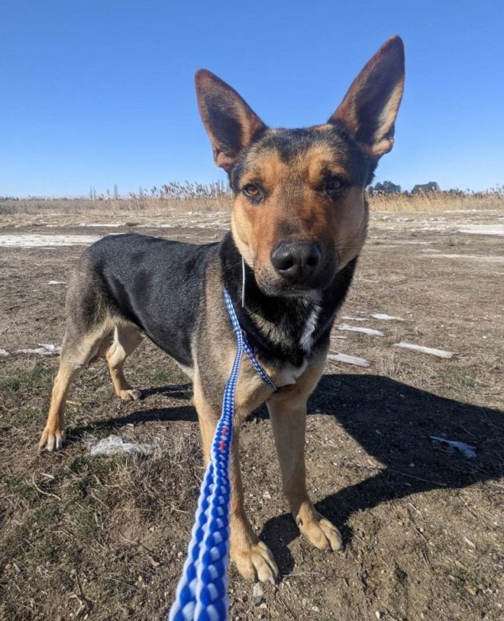 Dog for adoption Hatcher RIDGE DOG IN TRAINING a German