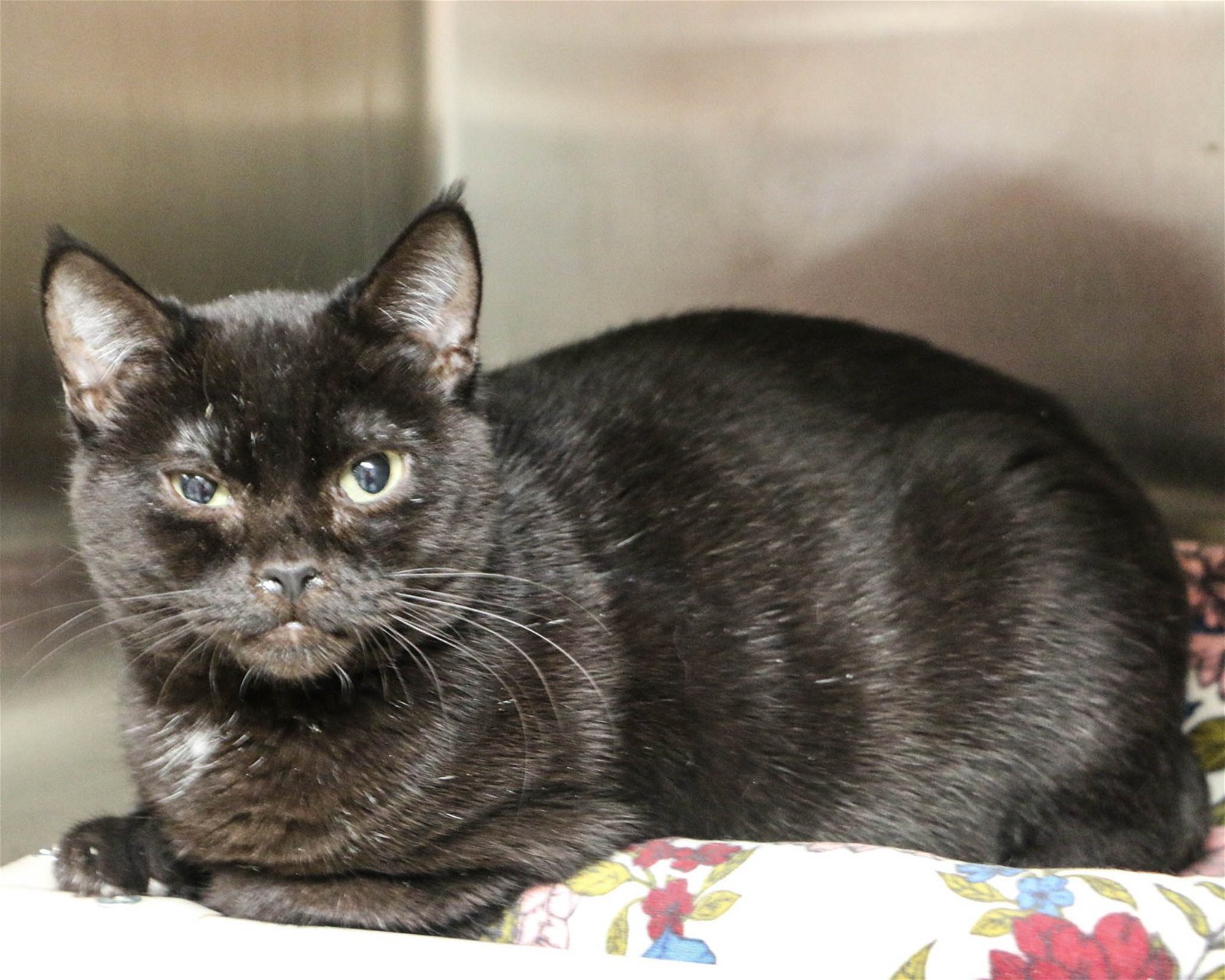 Daphne 5, an adoptable Domestic Short Hair in Fargo, ND, 58103 | Photo Image 1