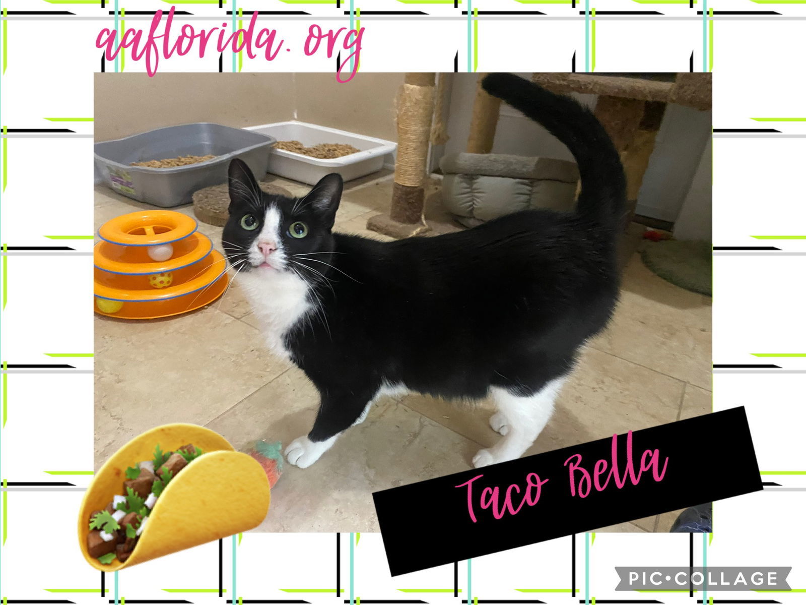 Taco Bella, an adoptable Tuxedo, Domestic Short Hair in Pensacola, FL, 32534 | Photo Image 1