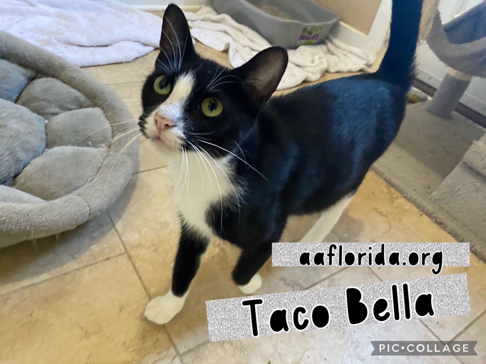 Taco Bella, an adoptable Tuxedo, Domestic Short Hair in Pensacola, FL, 32534 | Photo Image 2