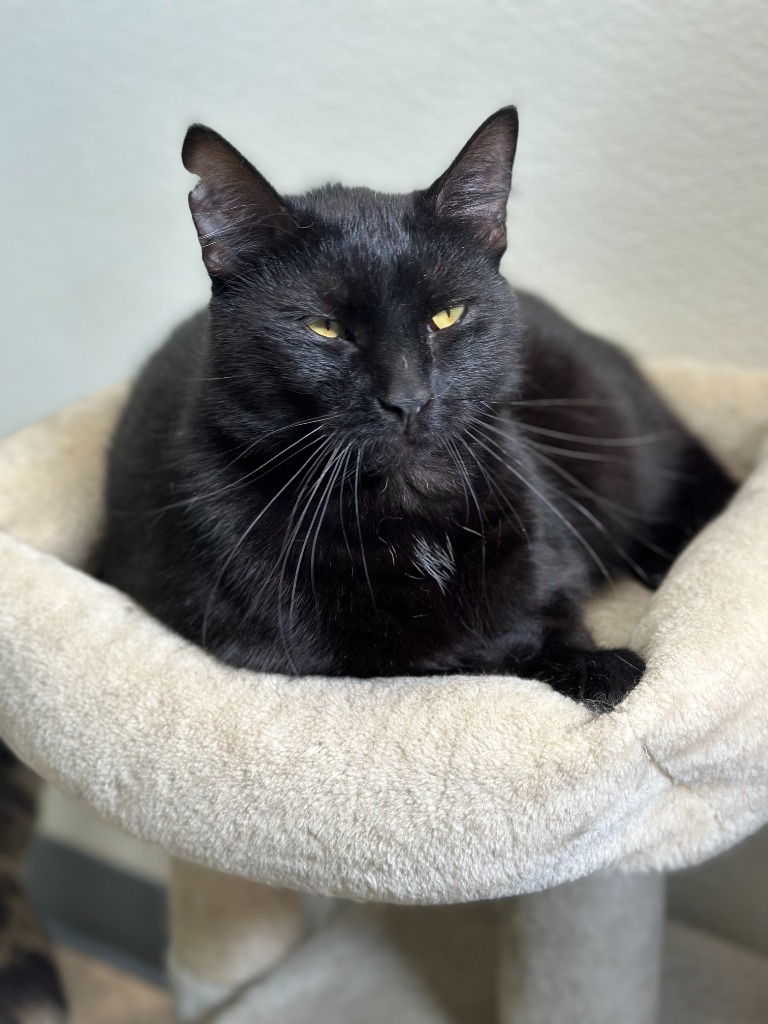 Honeydew, an adoptable Domestic Short Hair in Peru, NY, 12972 | Photo Image 1