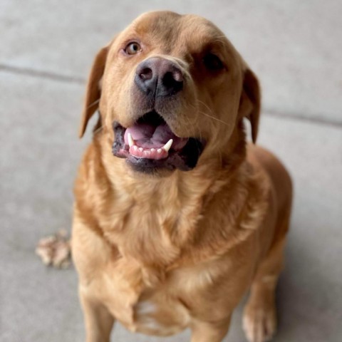 Gunner, an adoptable Yellow Labrador Retriever, Mixed Breed in Baldwin, WI, 54002 | Photo Image 1