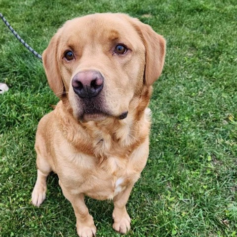 Gunner, an adoptable Yellow Labrador Retriever, Mixed Breed in Baldwin, WI, 54002 | Photo Image 2