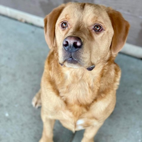 Gunner, an adoptable Yellow Labrador Retriever, Mixed Breed in Baldwin, WI, 54002 | Photo Image 3