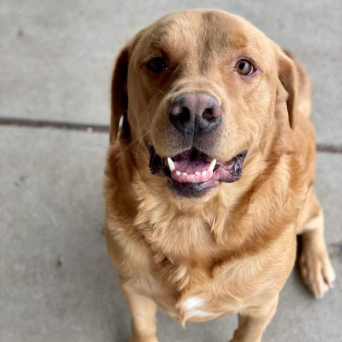 Gunner, an adoptable Yellow Labrador Retriever, Mixed Breed in Baldwin, WI, 54002 | Photo Image 4