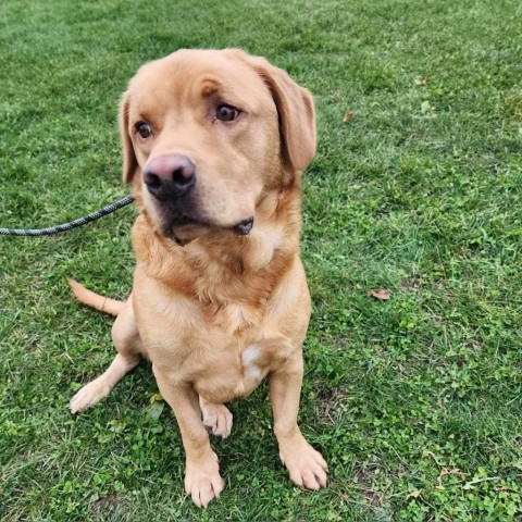 Gunner, an adoptable Yellow Labrador Retriever, Mixed Breed in Baldwin, WI, 54002 | Photo Image 5