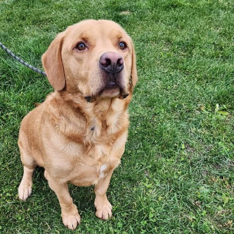 Gunner, an adoptable Yellow Labrador Retriever, Mixed Breed in Baldwin, WI, 54002 | Photo Image 6