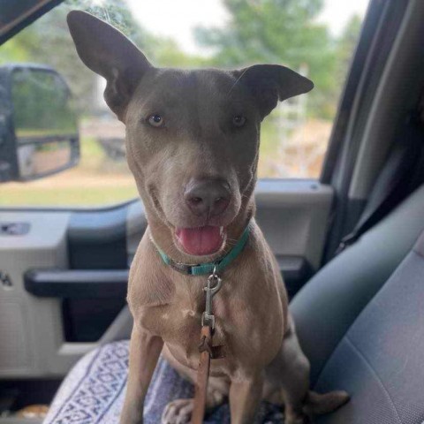 Rosey (aka Rosie), an adoptable Weimaraner, Mixed Breed in Baldwin, WI, 54002 | Photo Image 1