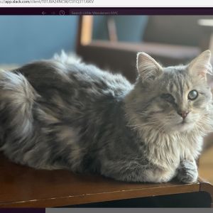 Scar, Senior Male Domestic Long Hair