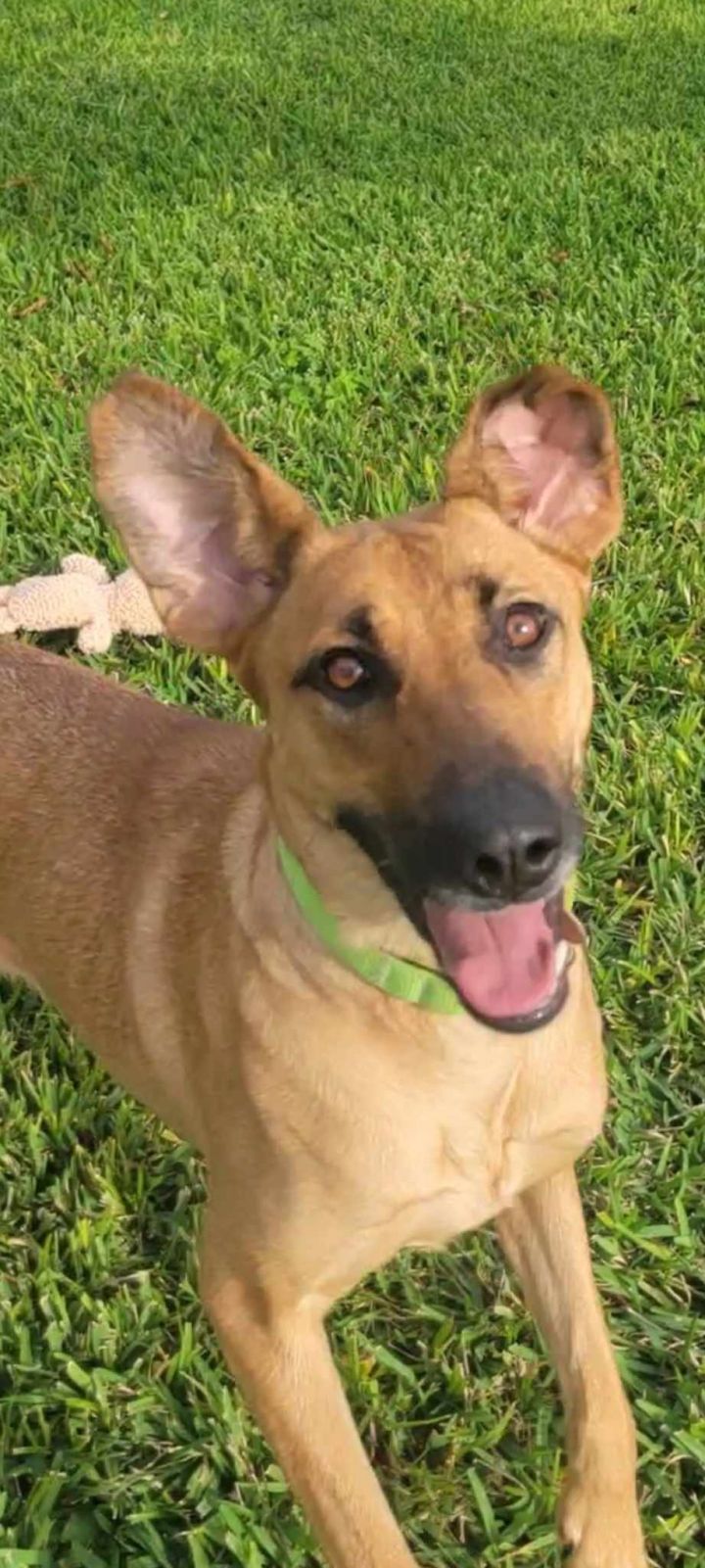 Mercy - A Fun Dog, an adoptable Shepherd Mix in Palm Harbor, FL_image-1