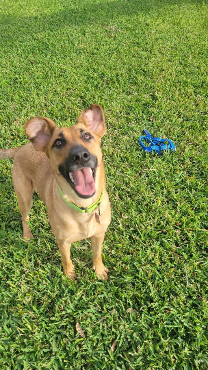 Mercy - A Fun Dog, an adoptable Shepherd Mix in Palm Harbor, FL_image-2