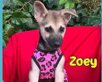 Zoey (German Sheperd litter)