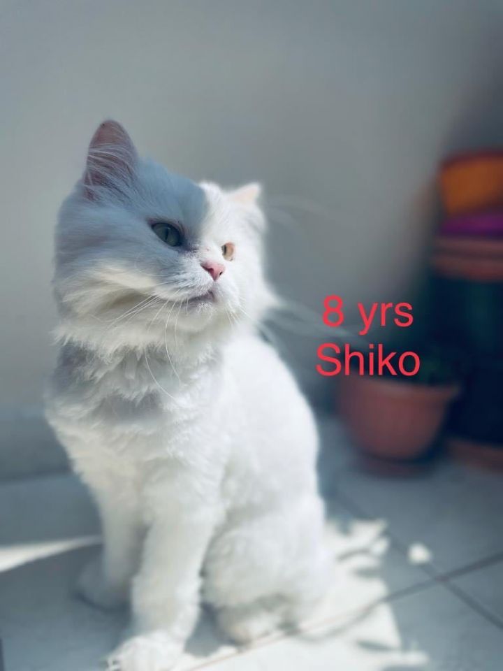 Shiko- Senior 5