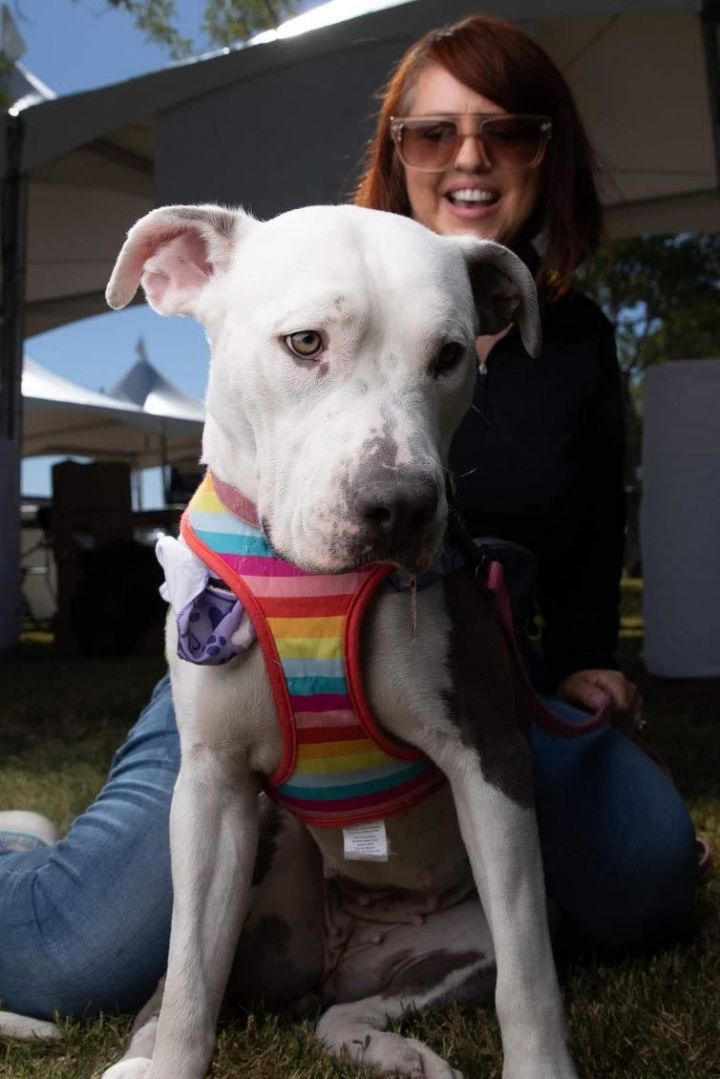 Laccey, an adoptable Pit Bull Terrier in Las Vegas, NV_image-1