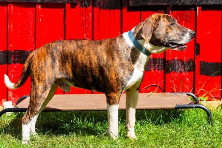 Milo, an adoptable Plott Hound & Terrier Mix in Mountain City, TN_image-1