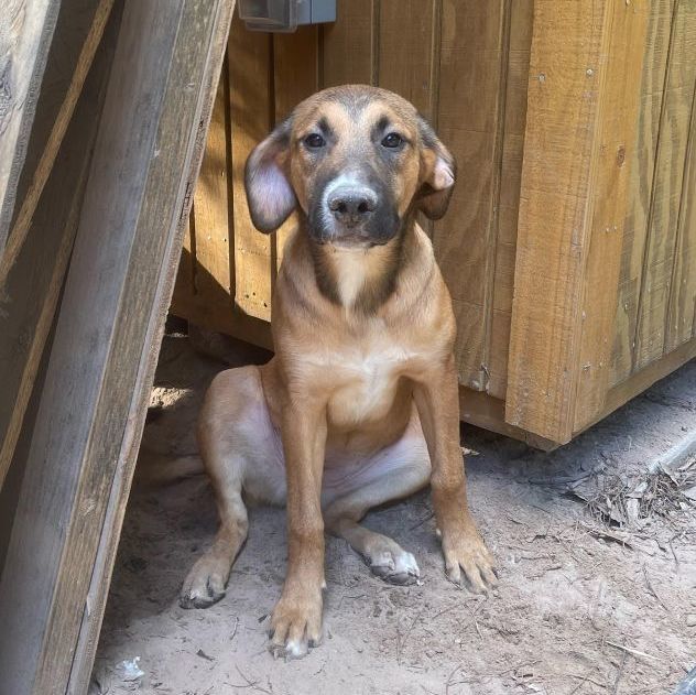Rey, an adoptable Labrador Retriever & Coonhound Mix in Chicago, IL_image-1