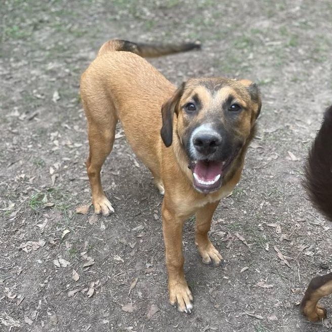 Rey, an adoptable Labrador Retriever & Coonhound Mix in Chicago, IL_image-4