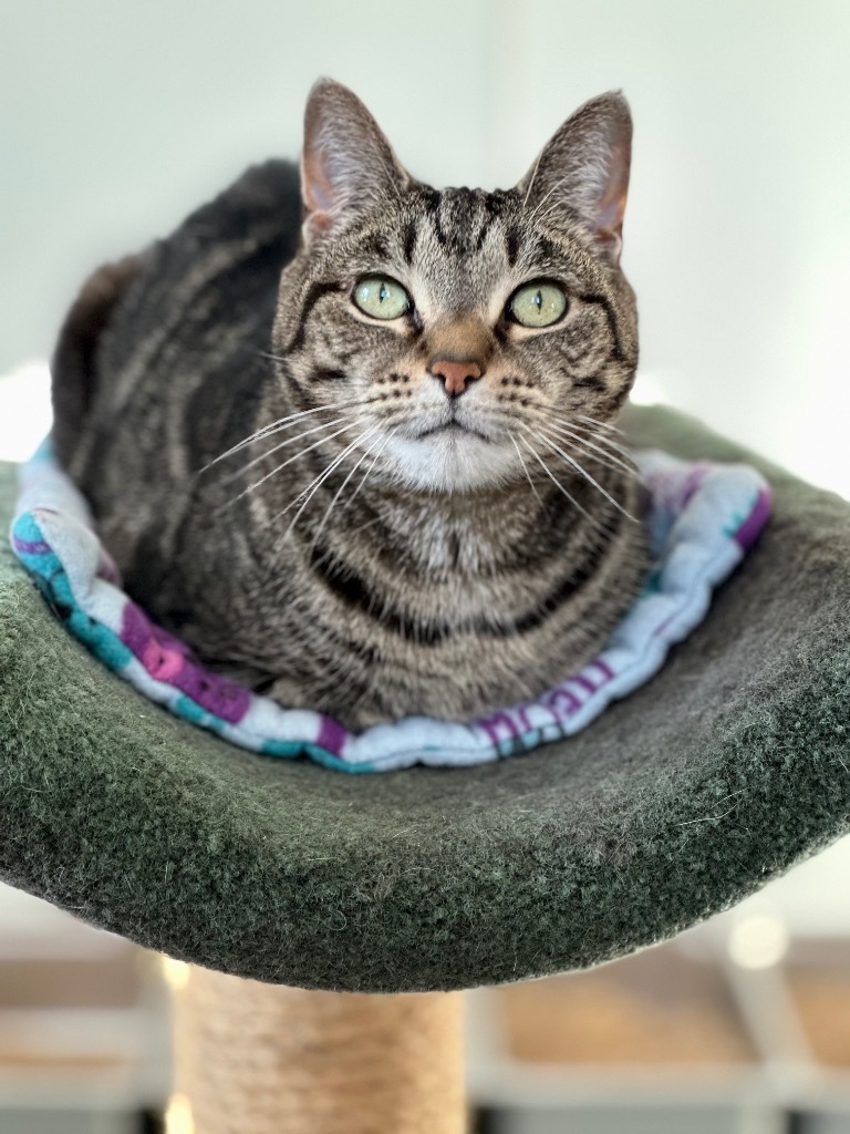 Jayden (fka Junior), an adoptable Domestic Short Hair in Cumberland, ME, 04021 | Photo Image 1