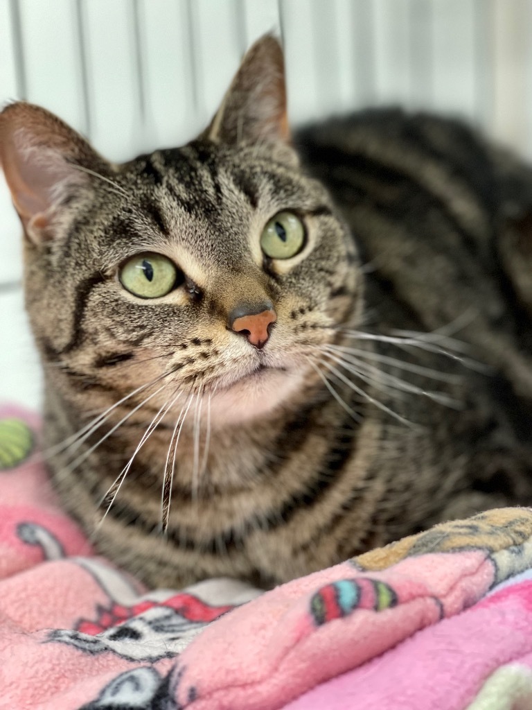 Jayden (fka Junior), an adoptable Domestic Short Hair in Cumberland, ME, 04021 | Photo Image 2