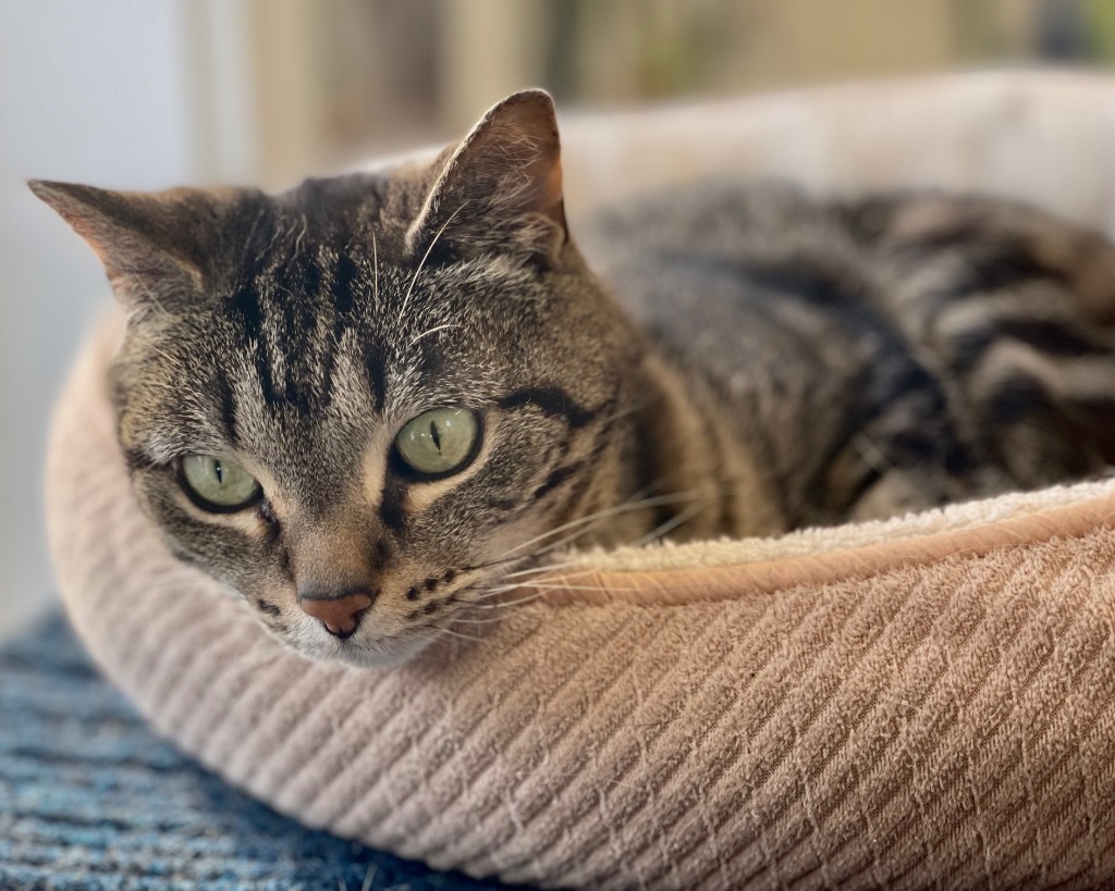 Jayden (fka Junior), an adoptable Domestic Short Hair in Cumberland, ME, 04021 | Photo Image 3