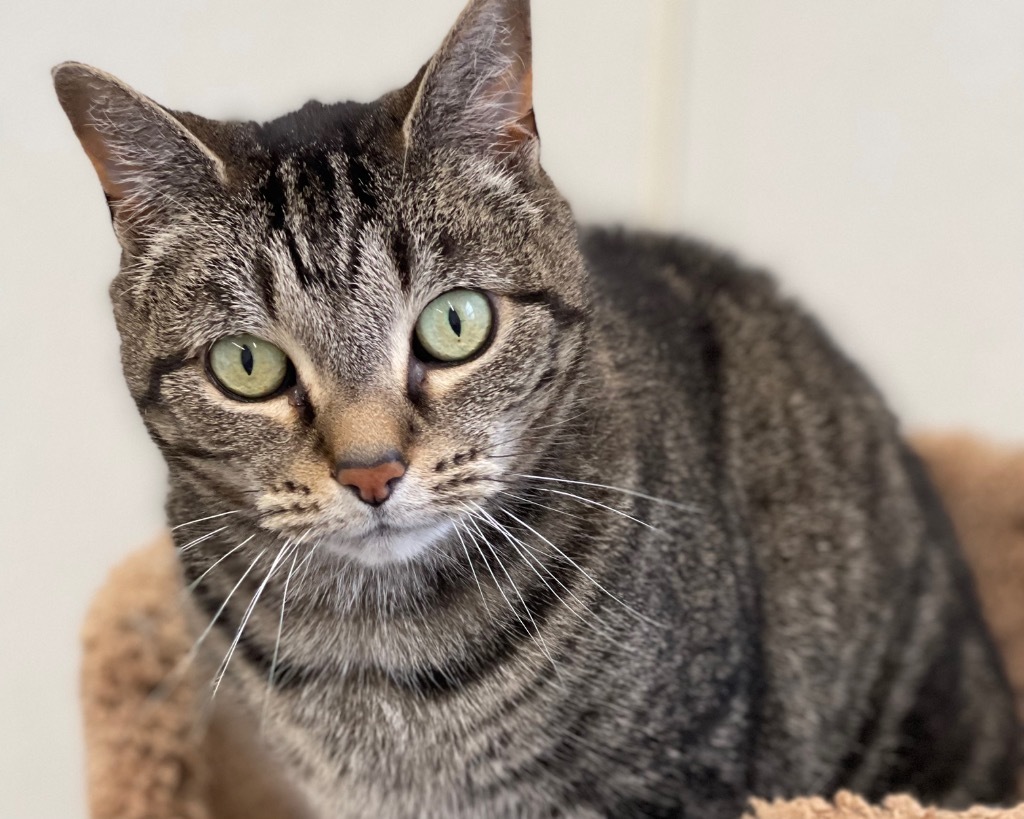 Jayden (fka Junior), an adoptable Domestic Short Hair in Cumberland, ME, 04021 | Photo Image 4