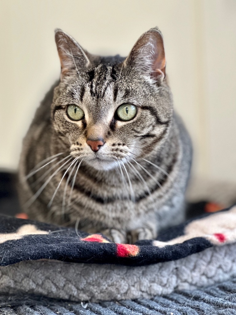 Jayden (fka Junior), an adoptable Domestic Short Hair in Cumberland, ME, 04021 | Photo Image 5