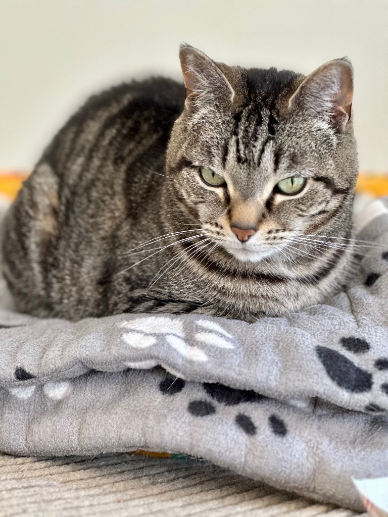 Jayden (fka Junior), an adoptable Domestic Short Hair in Cumberland, ME, 04021 | Photo Image 6