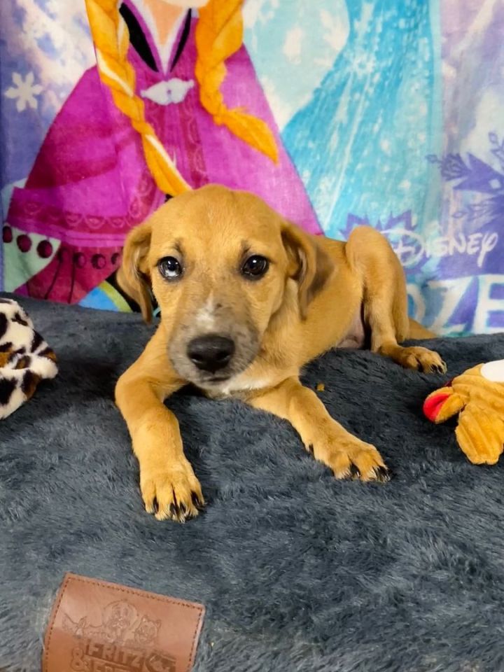 **BABY GIRL**, an adoptable Catahoula Leopard Dog Mix in Harrisburg, PA_image-5