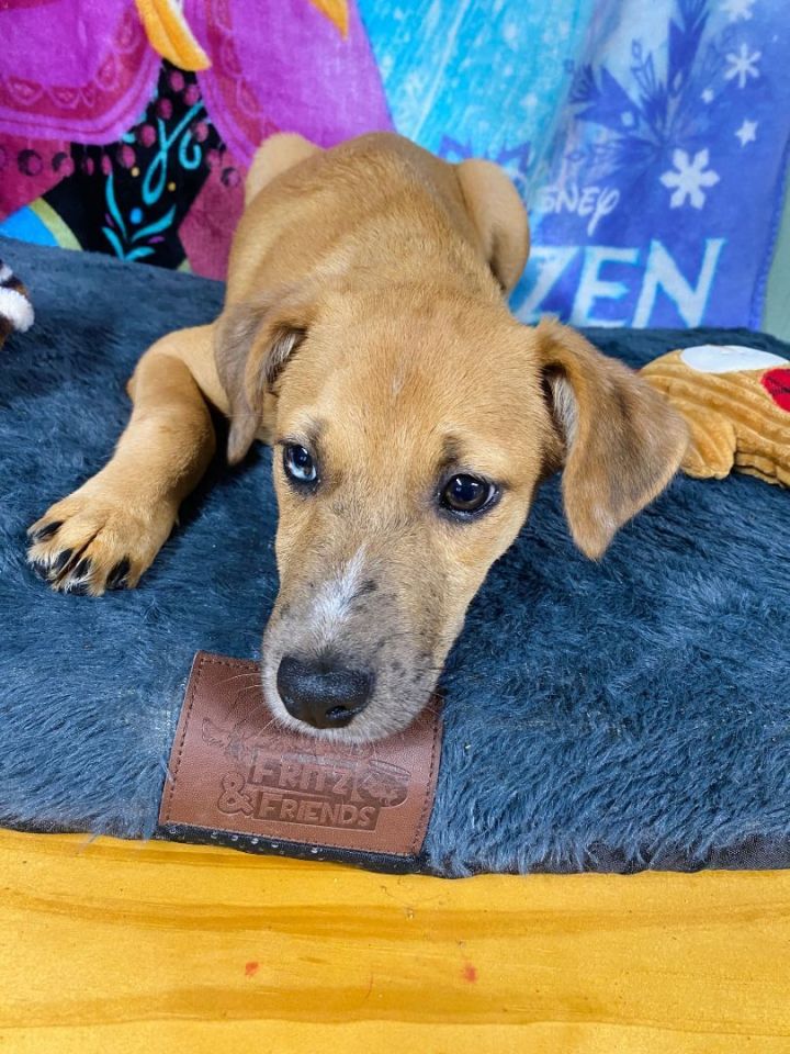 **BABY GIRL**, an adoptable Catahoula Leopard Dog Mix in Mahwah, NJ_image-2
