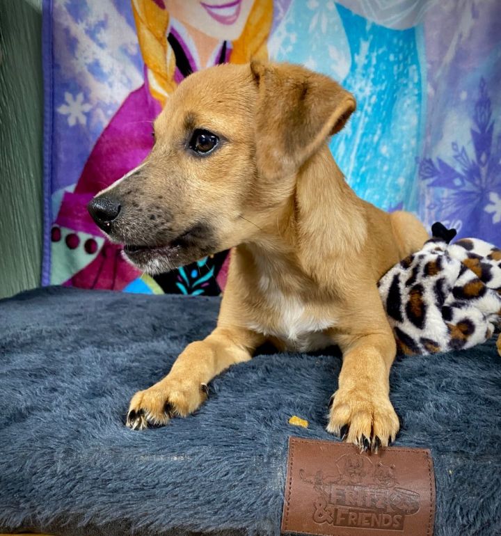**BABY GIRL**, an adoptable Catahoula Leopard Dog Mix in Albany, NY_image-4