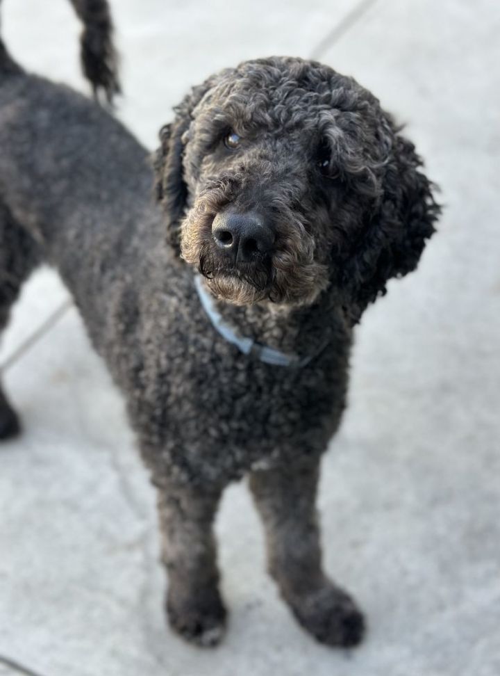 Buddy 10, an adopted Standard Poodle in Los Alamitos, CA_image-2