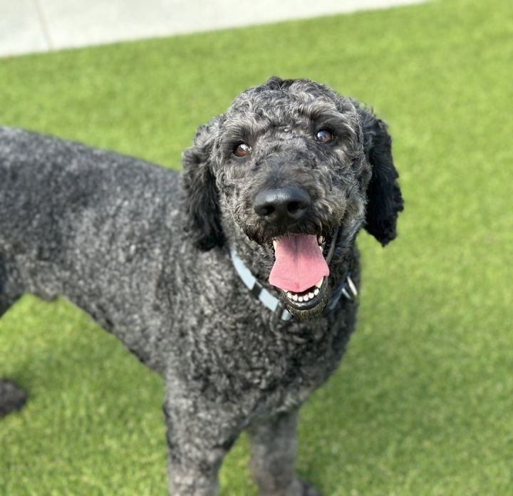 Buddy 10, an adopted Standard Poodle in Los Alamitos, CA_image-4