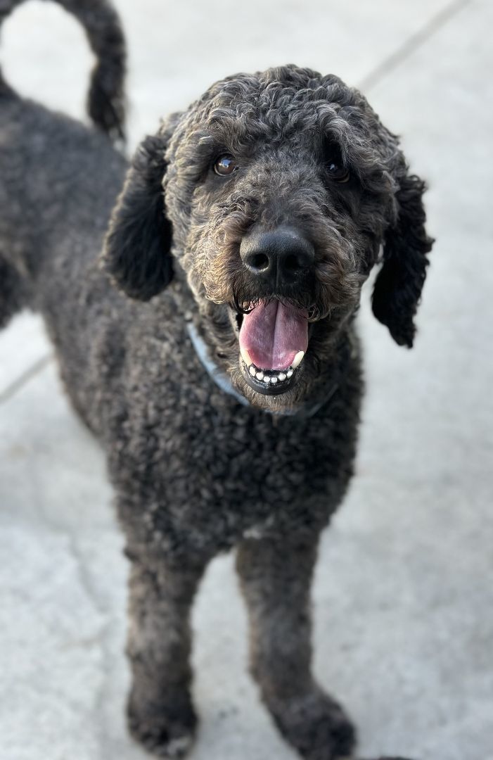 Buddy 10, an adopted Standard Poodle in Los Alamitos, CA_image-1