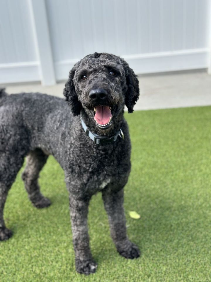 Buddy 10, an adopted Standard Poodle in Los Alamitos, CA_image-5