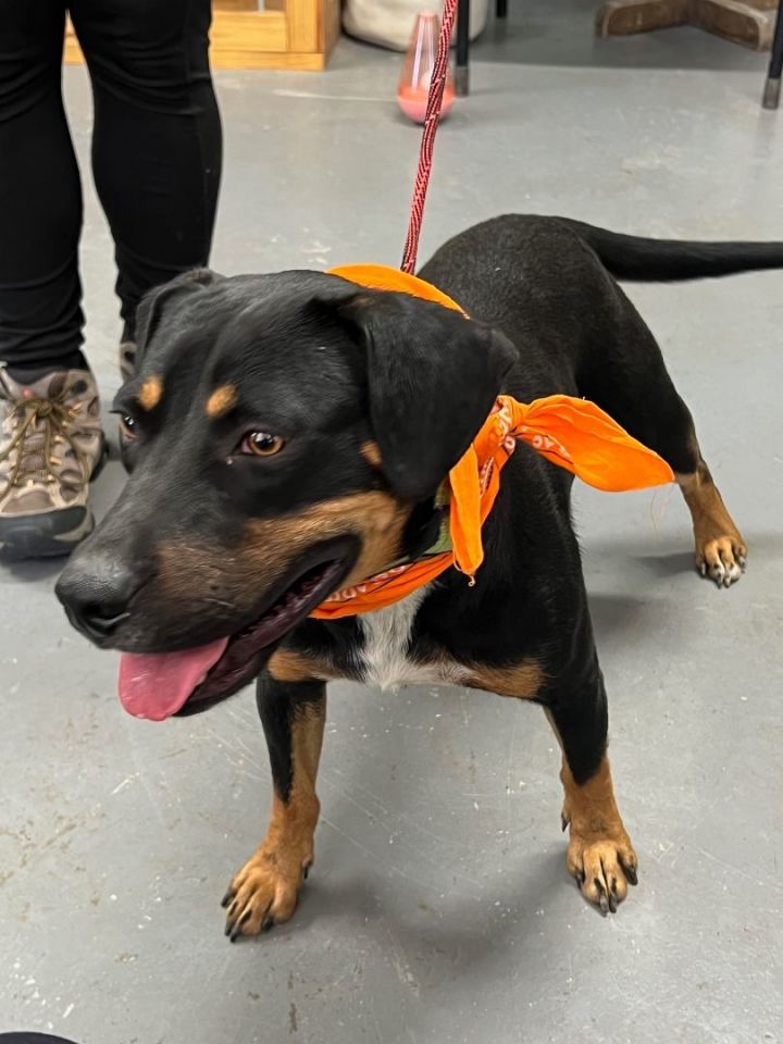 **COSTELLO**, an adoptable Rottweiler Mix in Wytheville, VA_image-1
