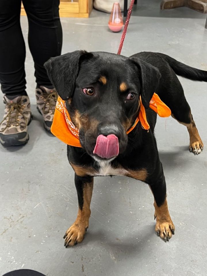 **COSTELLO**, an adoptable Rottweiler Mix in Wytheville, VA_image-3