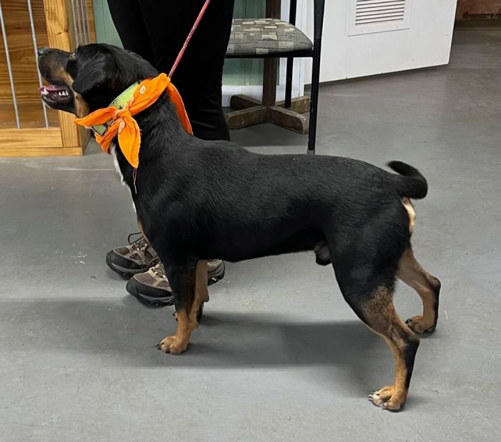 **COSTELLO**, an adoptable Rottweiler Mix in Allentown, PA_image-2