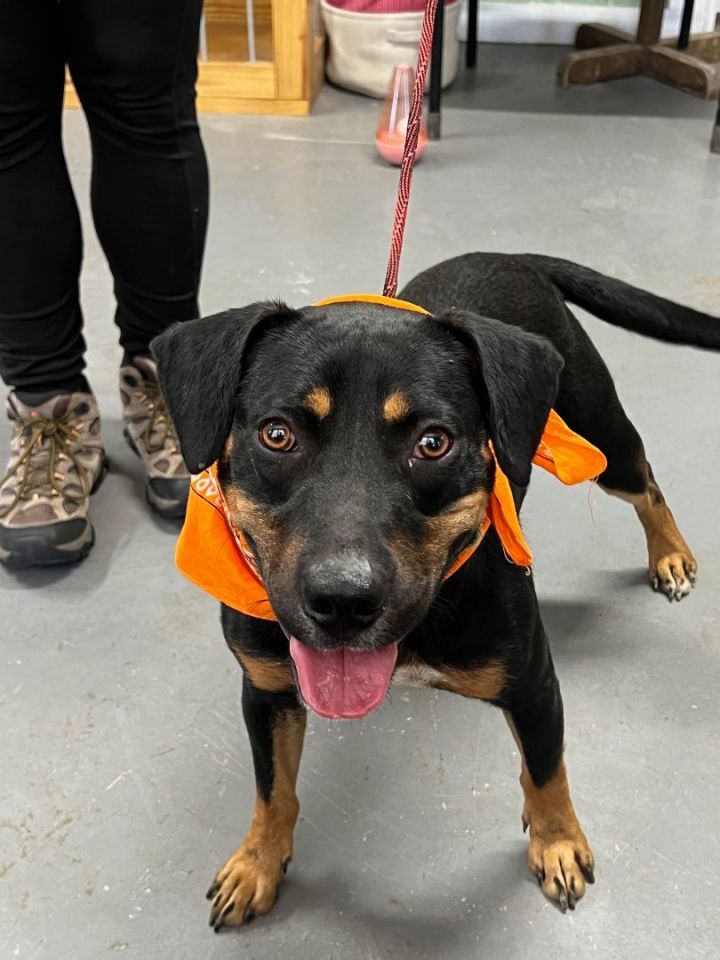 **COSTELLO**, an adoptable Rottweiler Mix in Mahwah, NJ_image-5